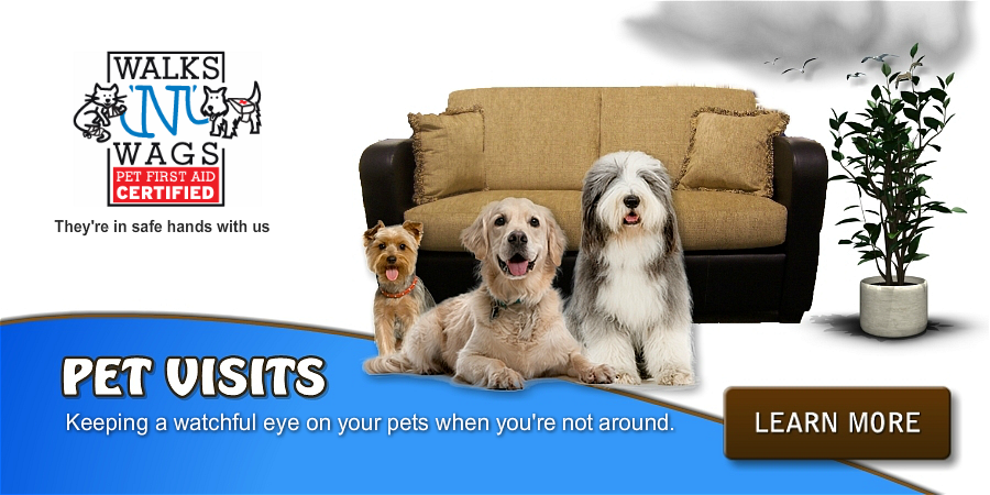 Professional PET VISIT services in the scarborough bluffs. DogsInTheBluffs