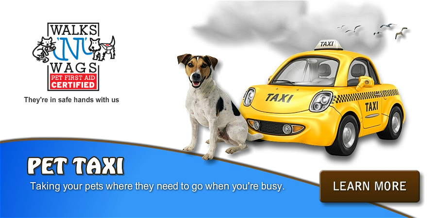 Professional pet taxi services in the scarborough bluffs. DogsInTheBluffs