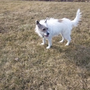 Professional-dog-walking-service-in-the-Scarborough-Bluffs.-DogsInTheBluffs.com