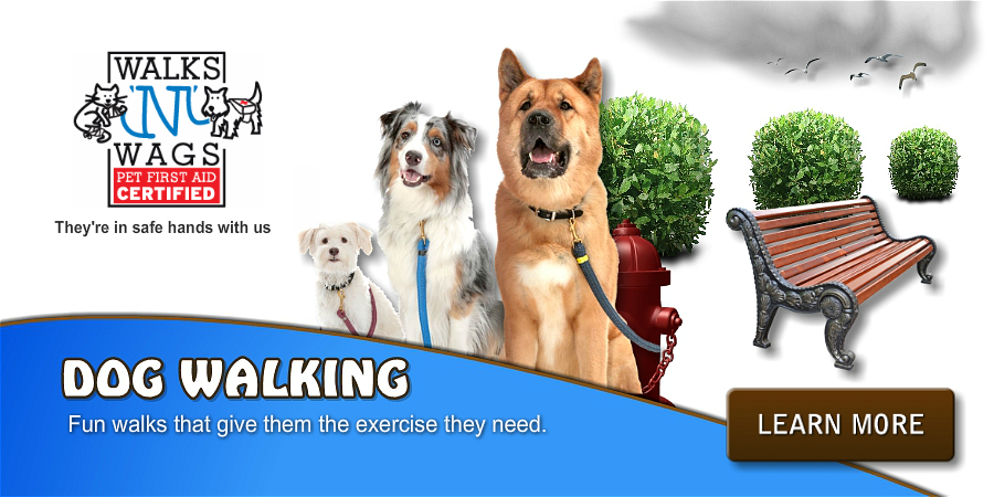 Professional DOG WALKING services in the scarborough bluffs. DogsInTheBluffs